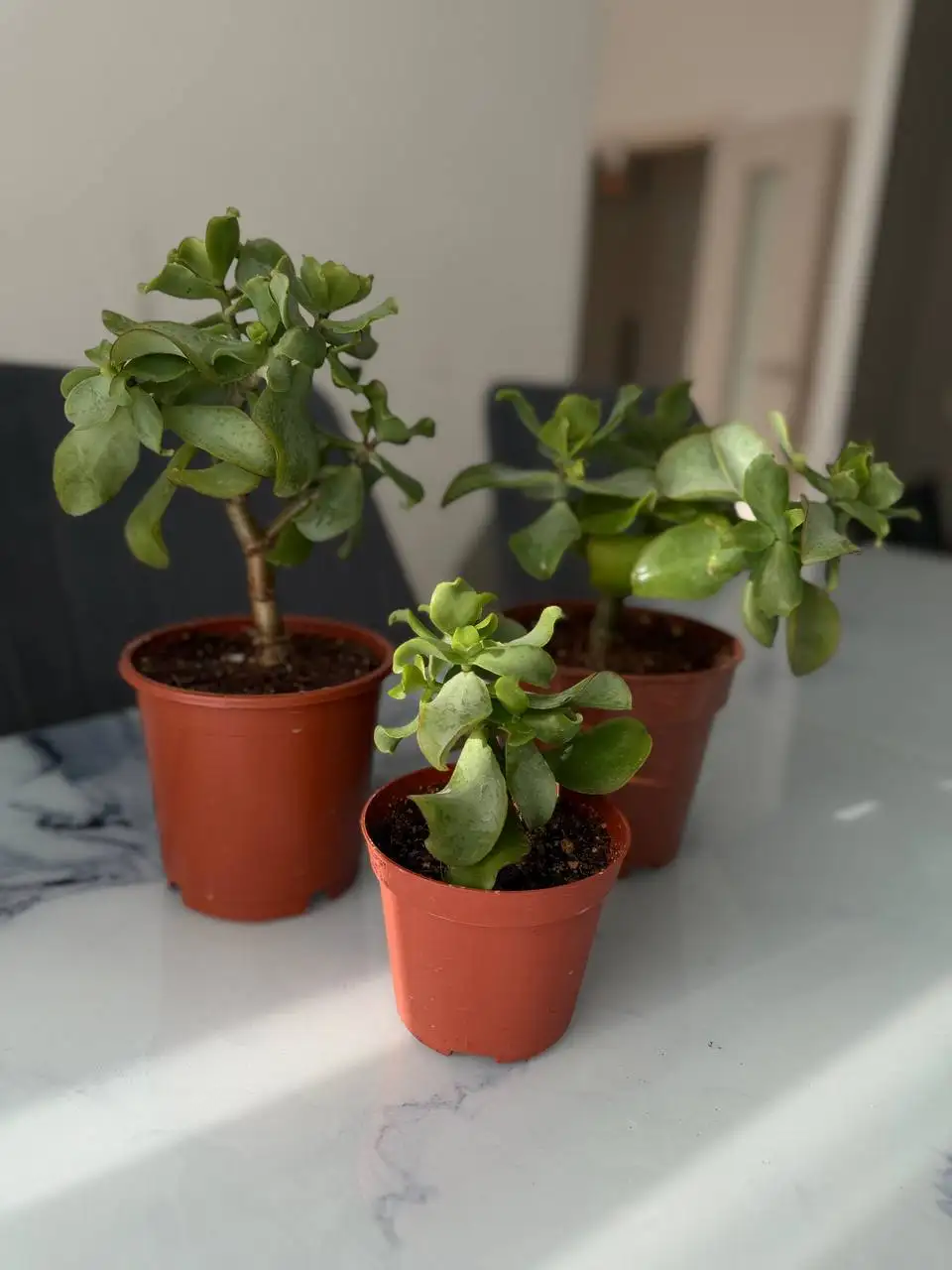 Продам фикус и крассулу - Комнатные растения (Хобби и отдых) в Мытищи