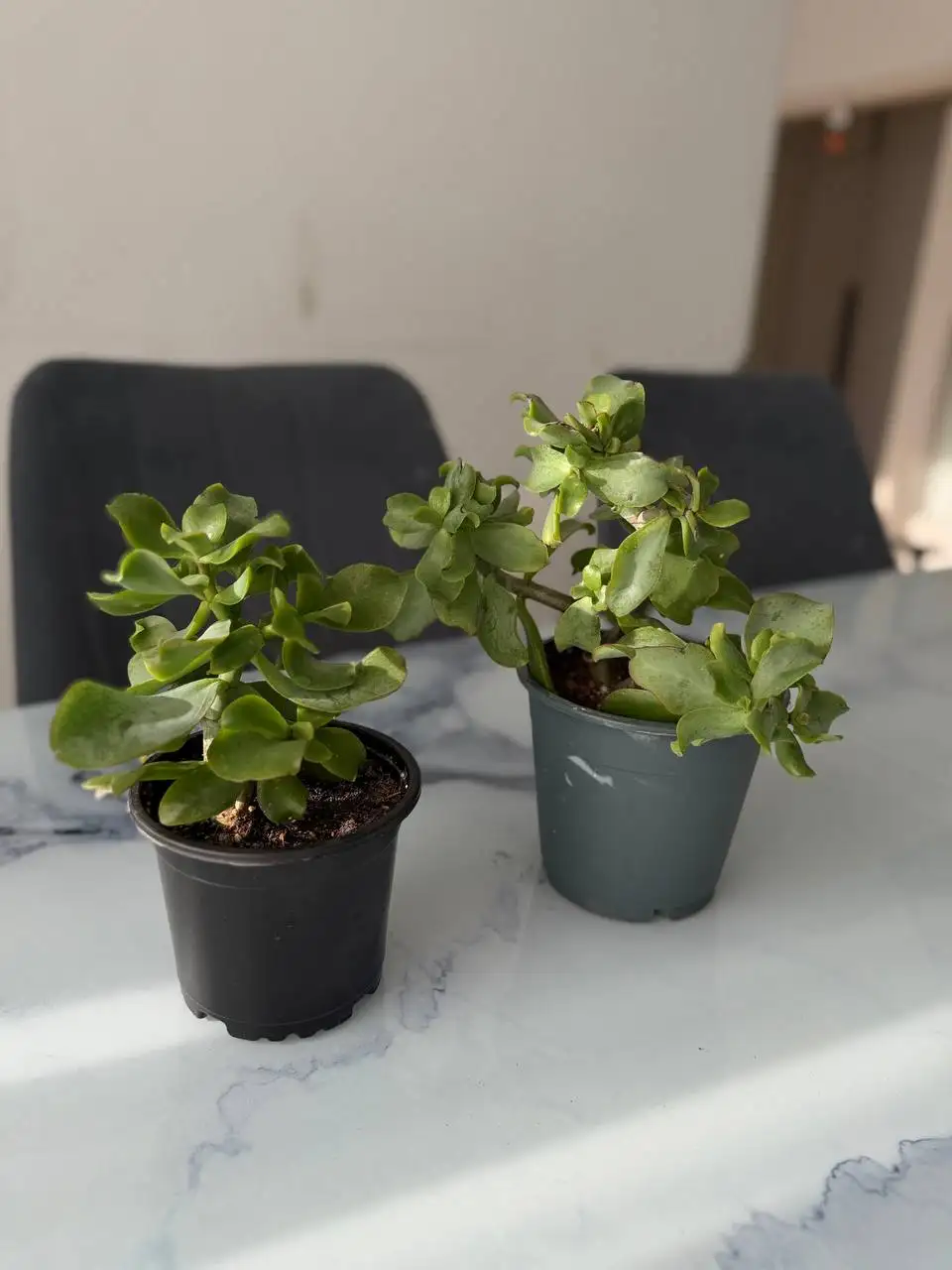 Продам фикус и крассулу - Комнатные растения (Хобби и отдых) в Мытищи