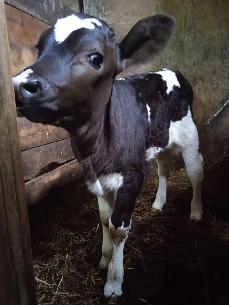 Продажа телят с частного подворья - Скот (Животные) в Мытищи