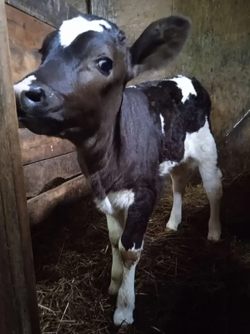 Продажа телят с частного подворья - Скот в Мытищи