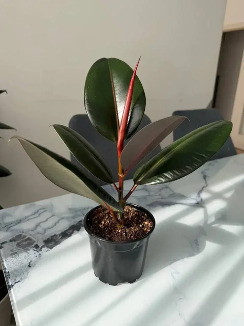 Продам фикус и крассулу - частное объявление в Мытищи