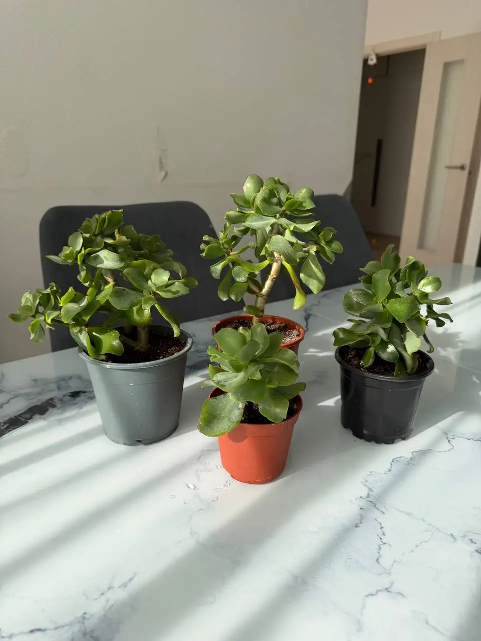 Продам фикус и крассулу - Барахолка в Мытищи