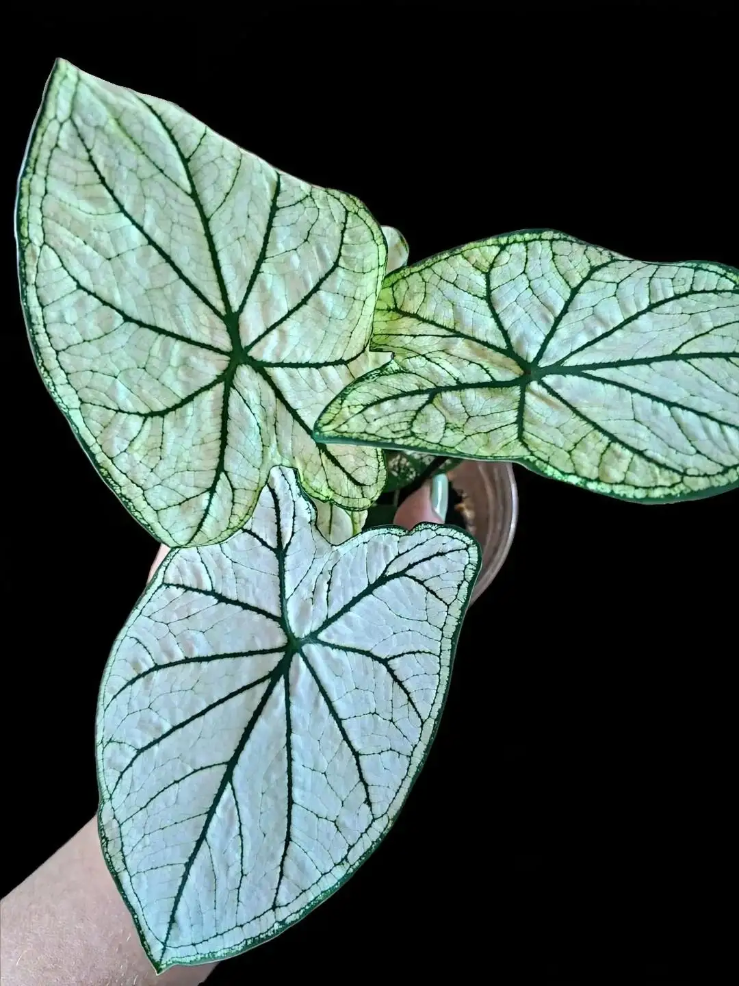 Продажа домашних каладиумов на клубнях - Барахолка в Мытищи