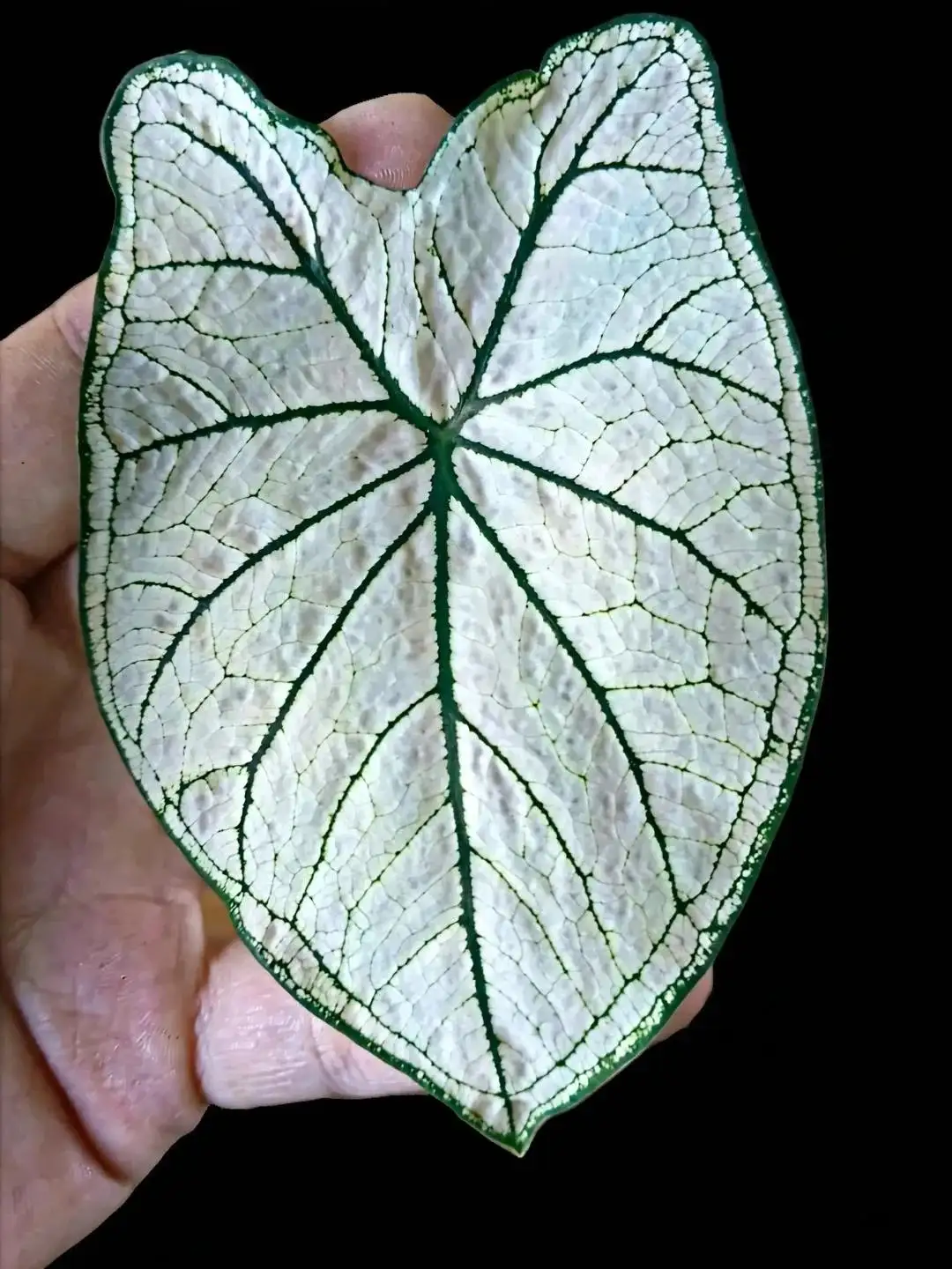 Продажа домашних каладиумов на клубнях - Барахолка в Мытищи