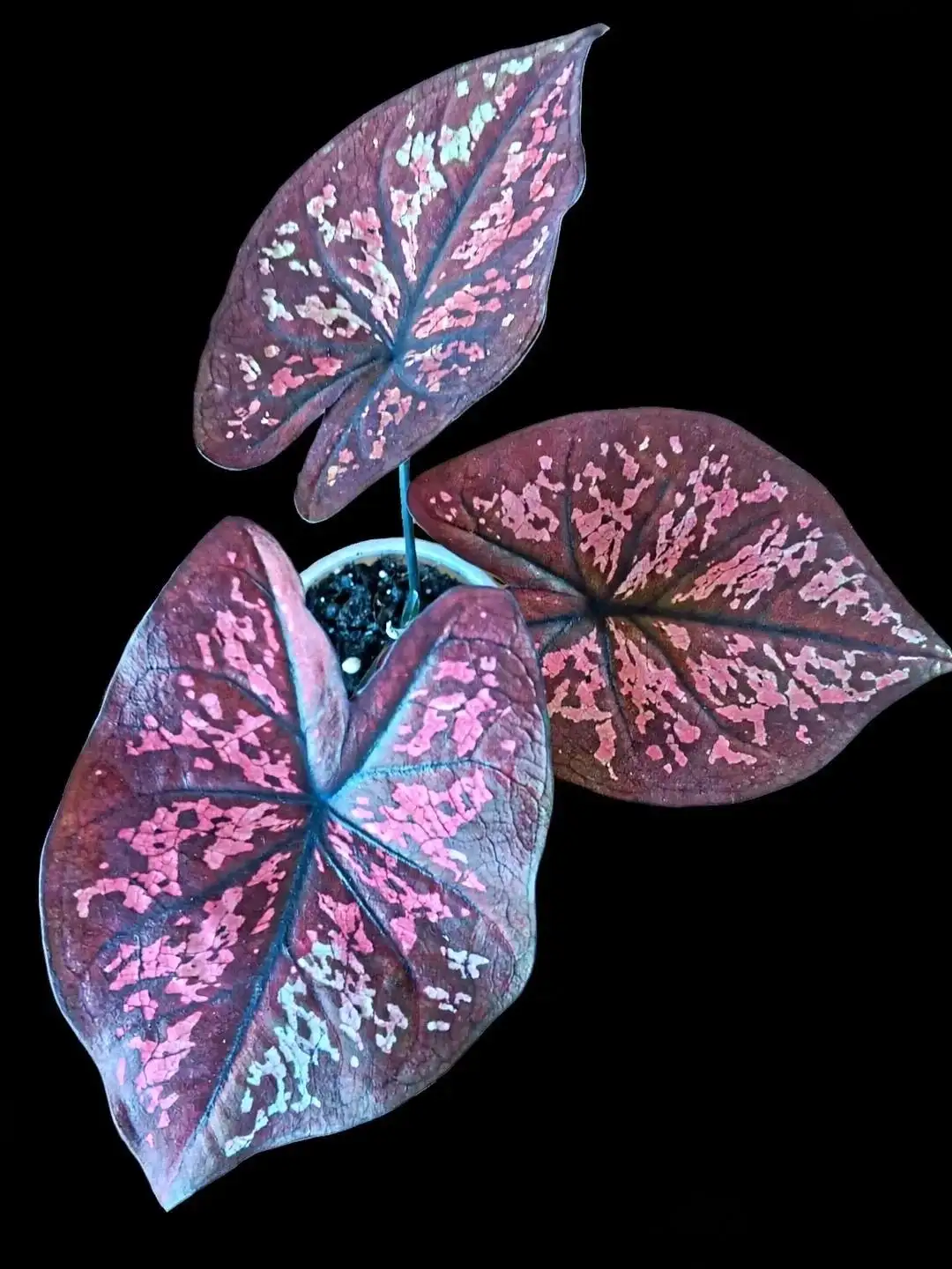 Продажа домашних каладиумов на клубнях - Барахолка в Мытищи