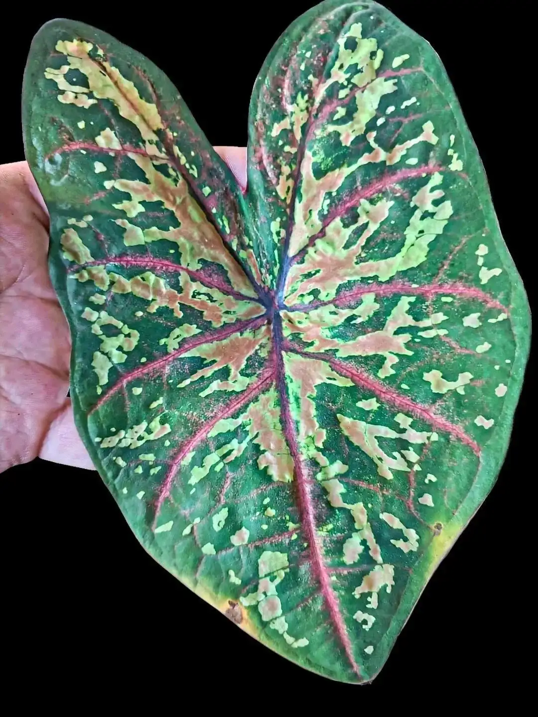 Продажа домашних каладиумов на клубнях - Барахолка в Мытищи