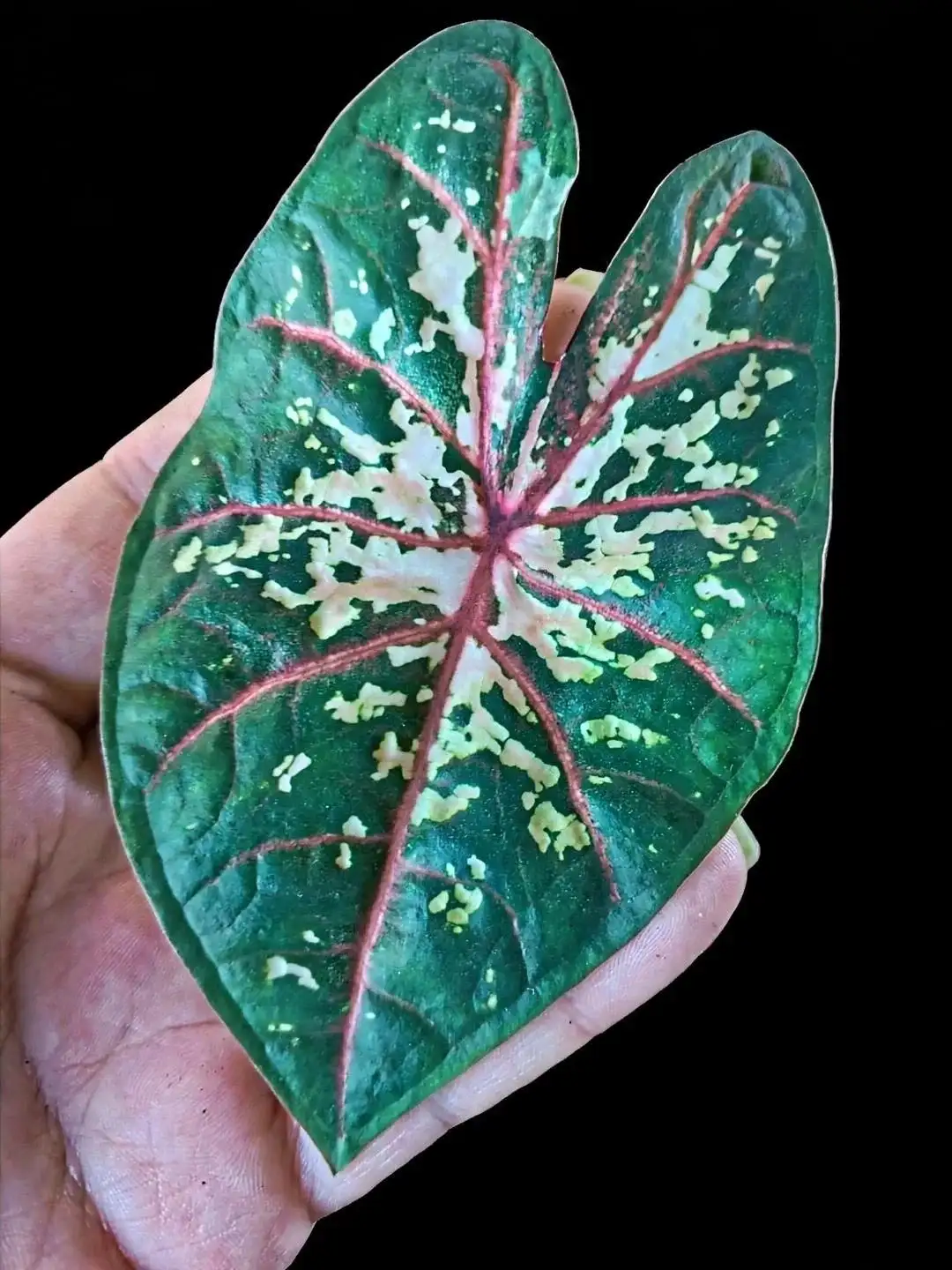 Продажа домашних каладиумов на клубнях - Барахолка в Мытищи