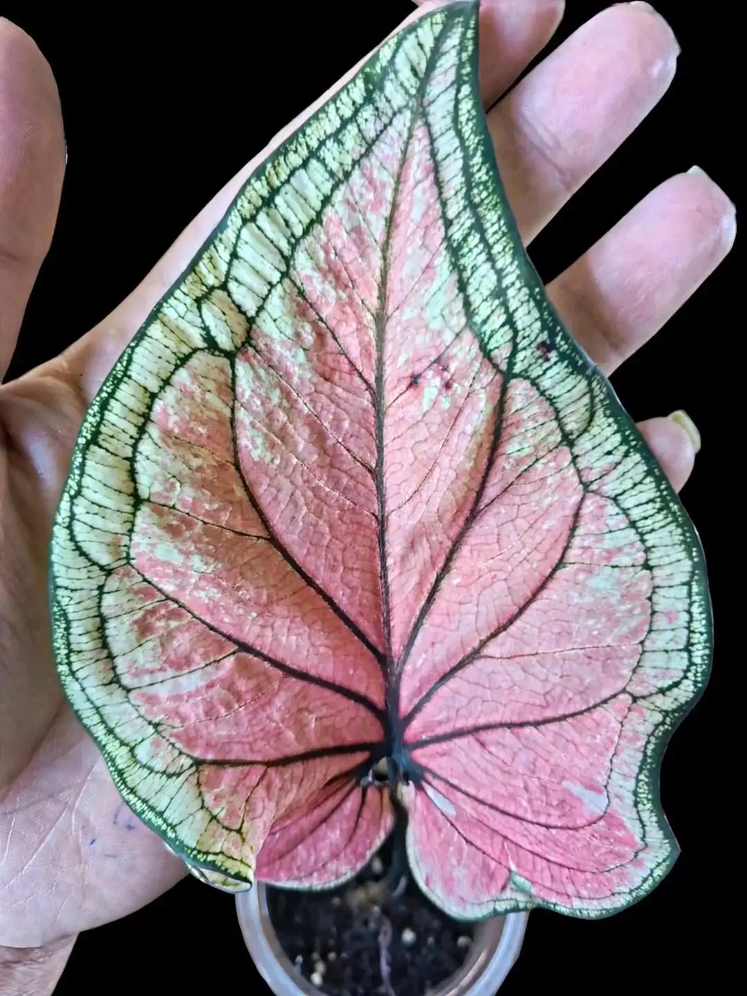 Продажа домашних каладиумов на клубнях - Барахолка в Мытищи