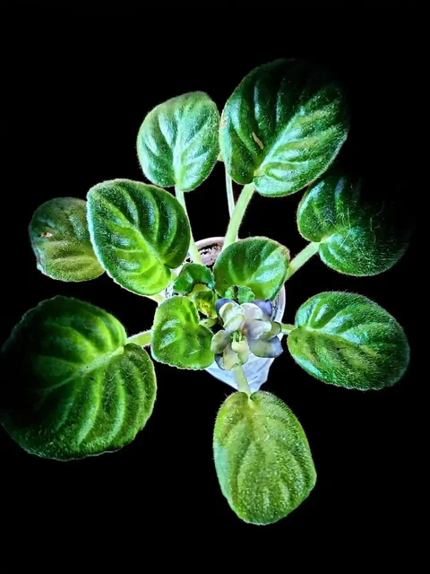 Сортовые фиалки в Мытищах - Растения/Цветы в Мытищи