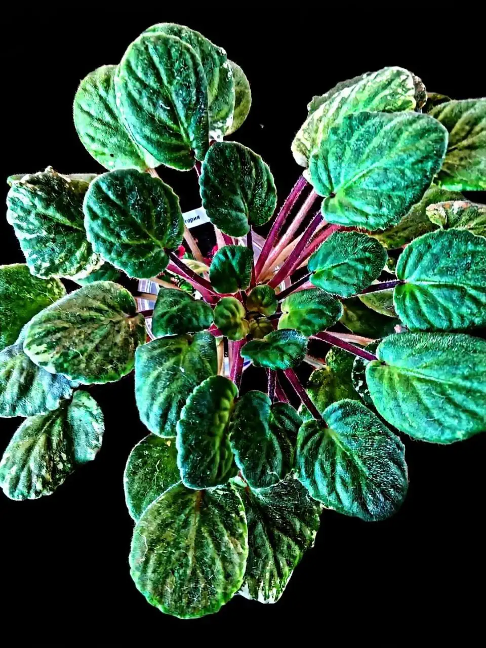 Сортовые фиалки в Мытищах - Растения/Цветы (Хобби и отдых) в Мытищи