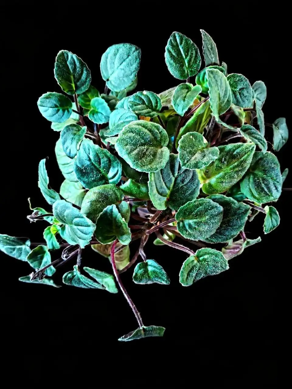 Сортовые фиалки в Мытищах - Растения/Цветы (Хобби и отдых) в Мытищи