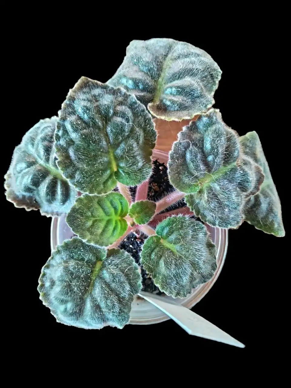 Сортовые фиалки в Мытищах - Растения/Цветы (Хобби и отдых) в Мытищи