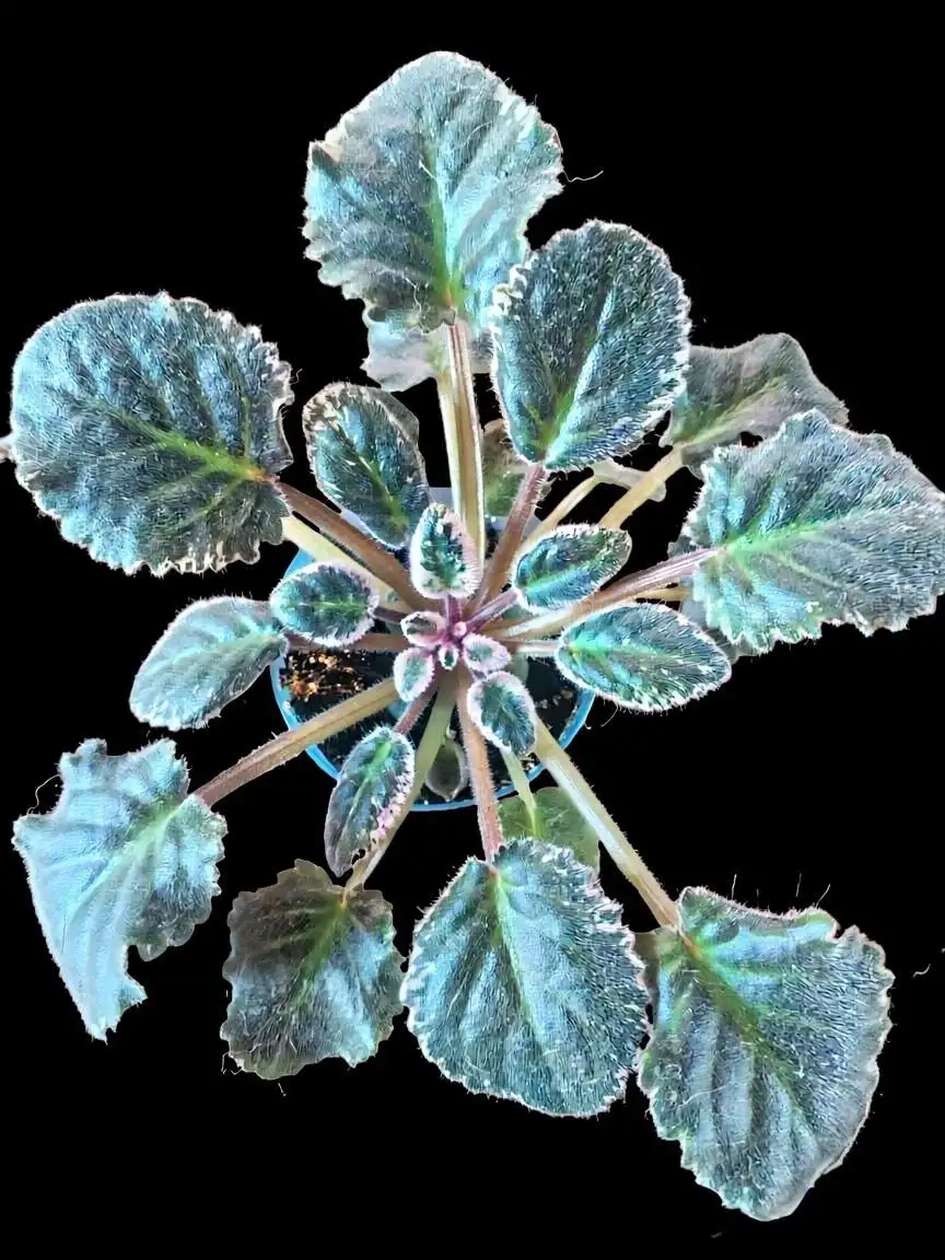 Сортовые фиалки в Мытищах - Растения/Цветы (Хобби и отдых) в Мытищи