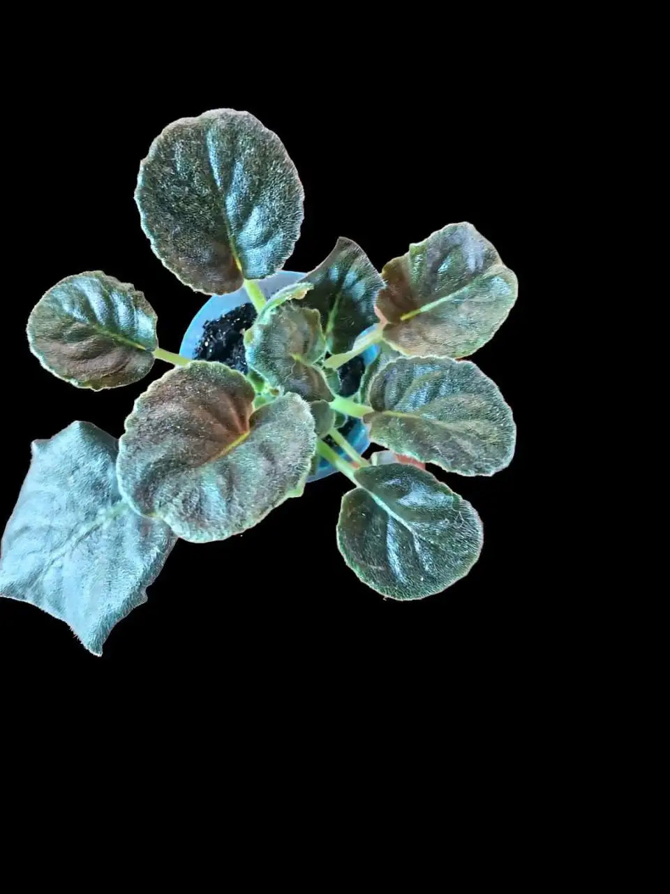 Сортовые фиалки в Мытищах - Растения/Цветы (Хобби и отдых) в Мытищи