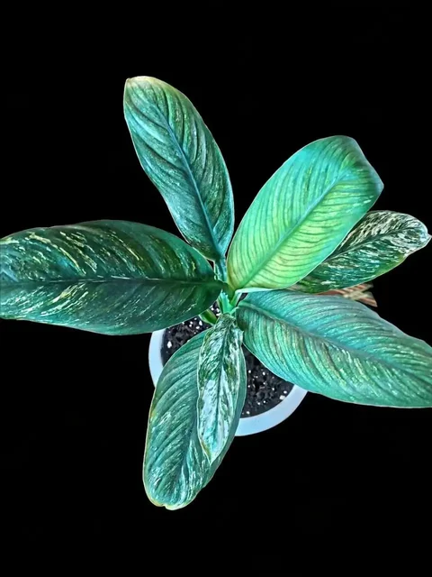 Спатифиллум Сенсация Вариегатная - Посуда в Мытищи