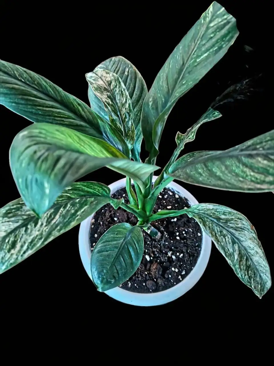 Спатифиллум Сенсация Вариегатная - Растения (Барахолка) в Мытищи