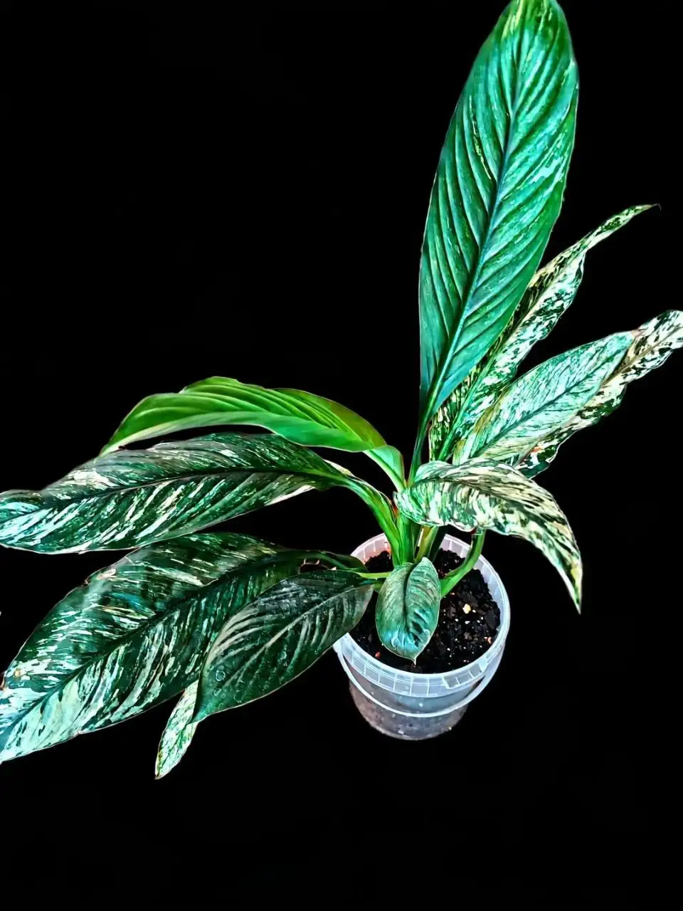 Спатифиллум Сенсация Вариегатная - Растения (Барахолка) в Мытищи