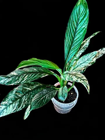 Спатифиллум Сенсация Вариегатная - Посуда в Мытищи