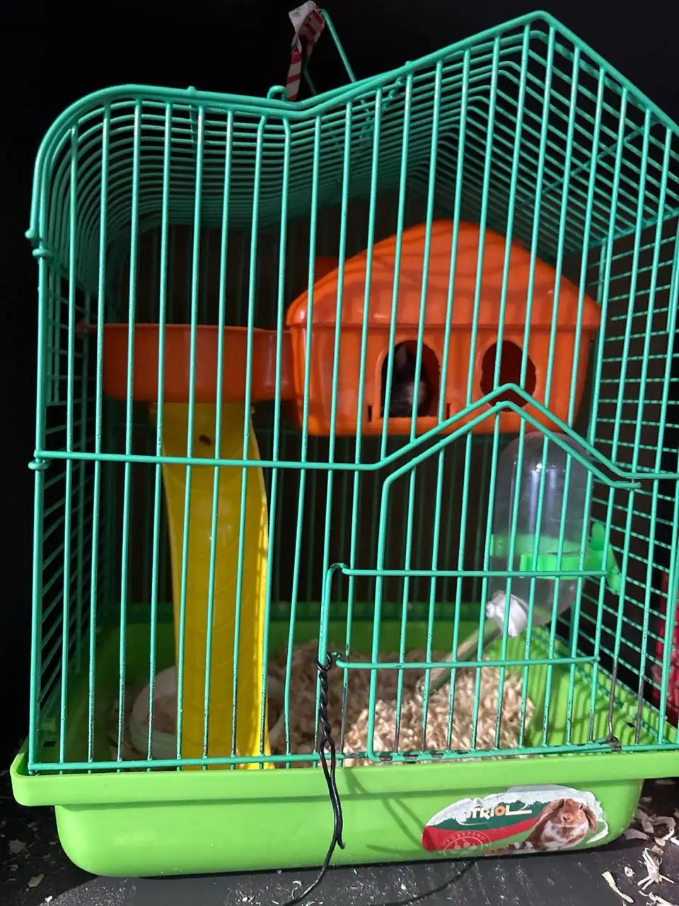 Продается хомяк джунгарик с клеткой - Грызуны (Животные) в Мытищи