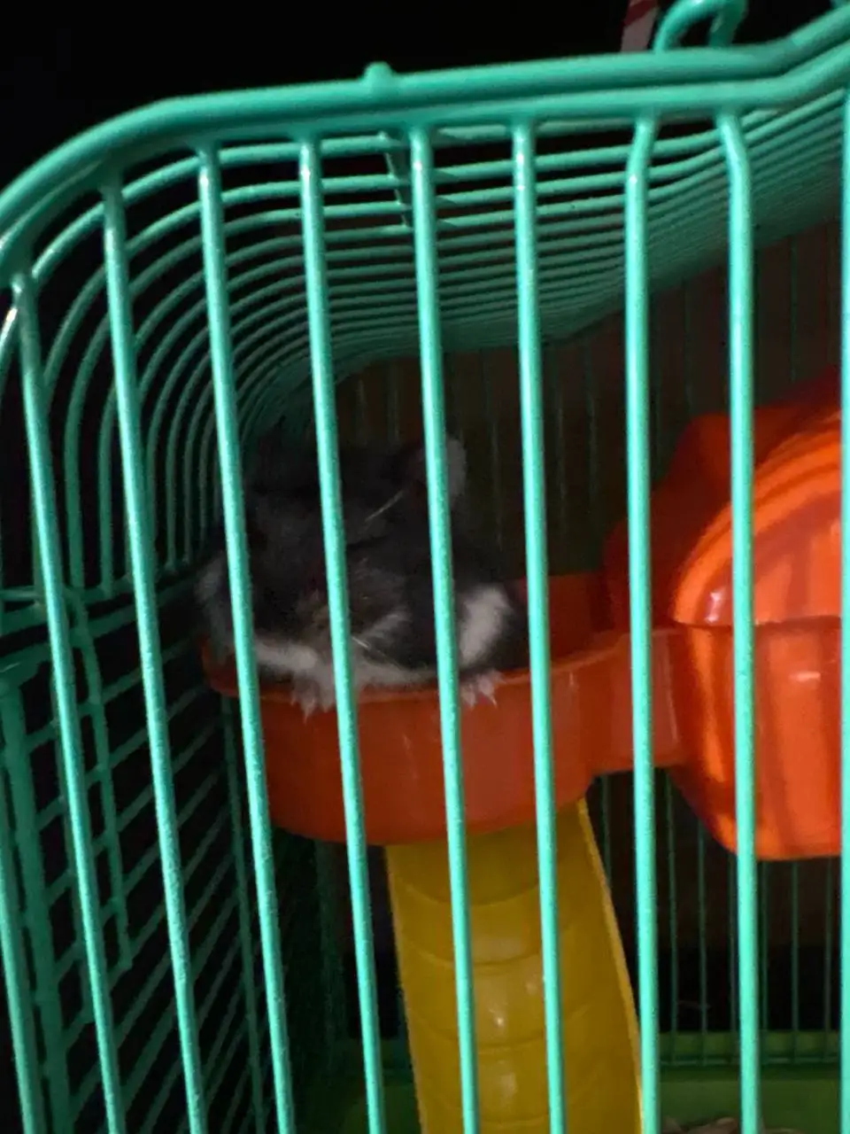 Продается хомяк джунгарик с клеткой - Грызуны (Животные) в Мытищи