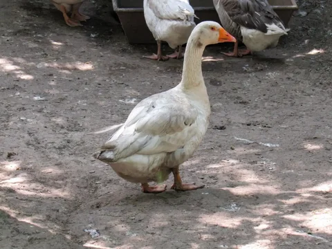 Продаются гуси породы Линда 9 месяцев - частное объявление в Романово
