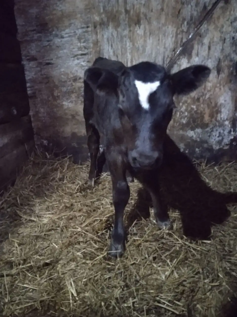 Продажа телят с частного подворья - Скот (Животные) в Романово