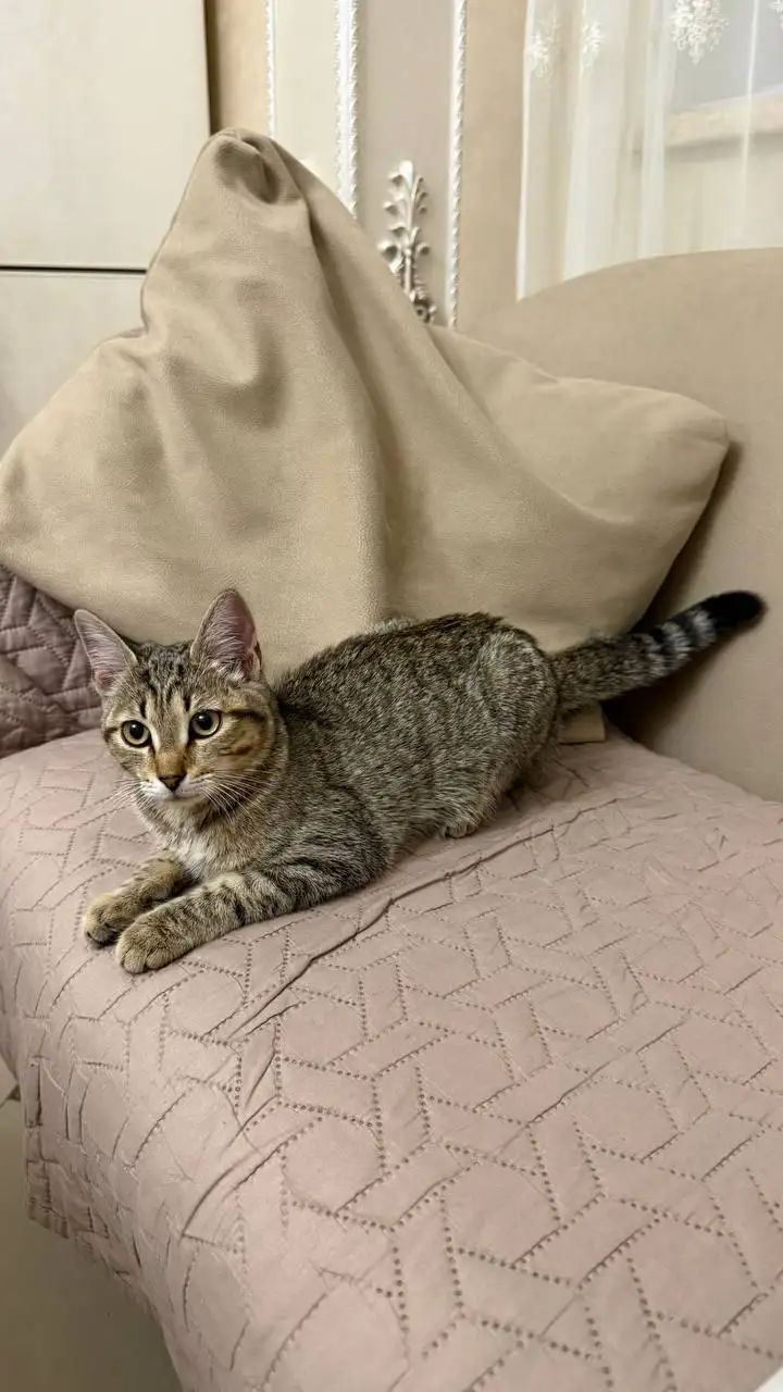 Потерянная кошечка в районе Строителя - Потерянные и найденные (Барахолка) в Мытищи