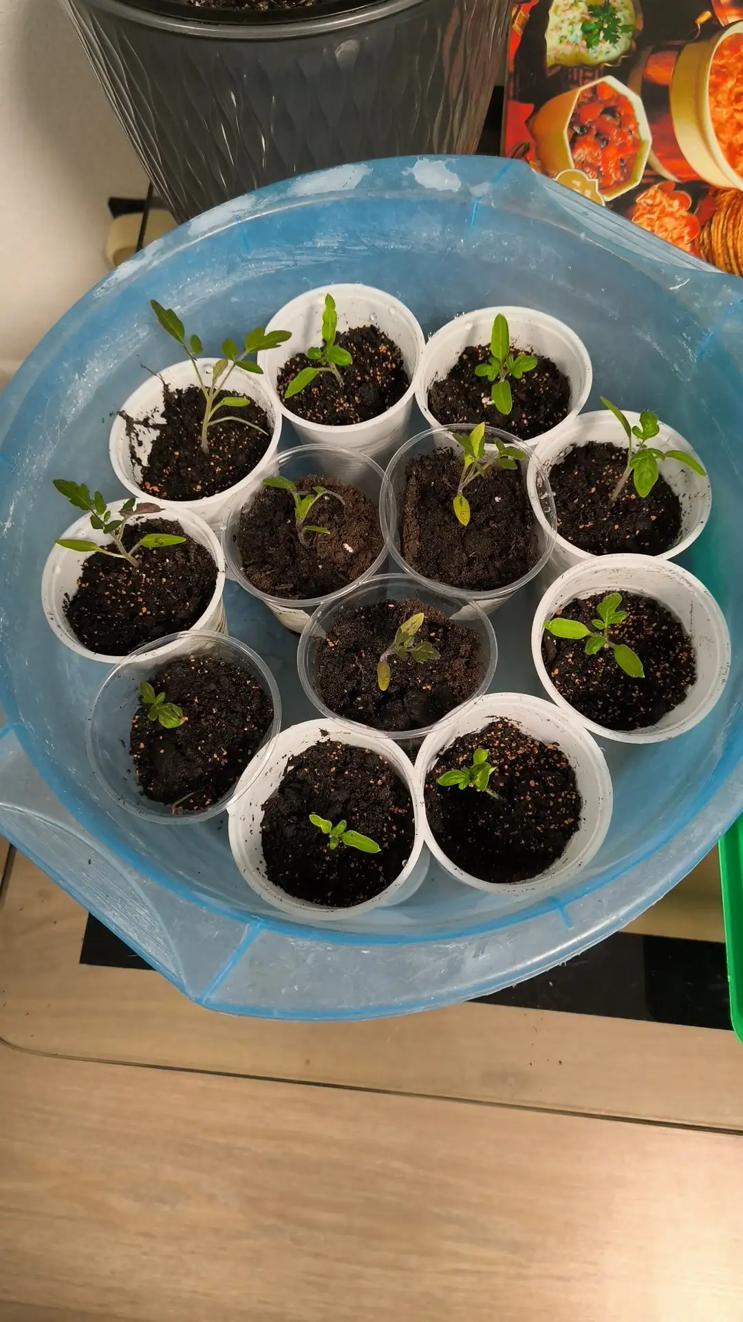 Продажа рассады томатов различных сортов - Растения/рассада (Хобби и отдых) в Мытищи