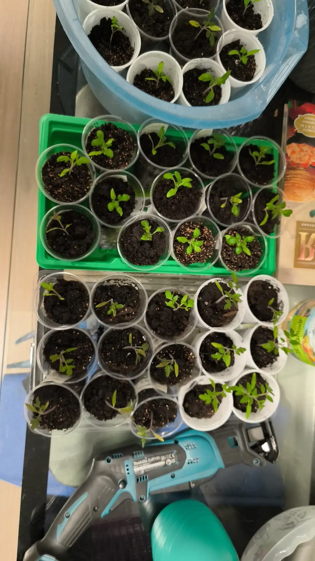 Продажа рассады томатов различных сортов - Растения/рассада (Хобби и отдых) в Мытищи