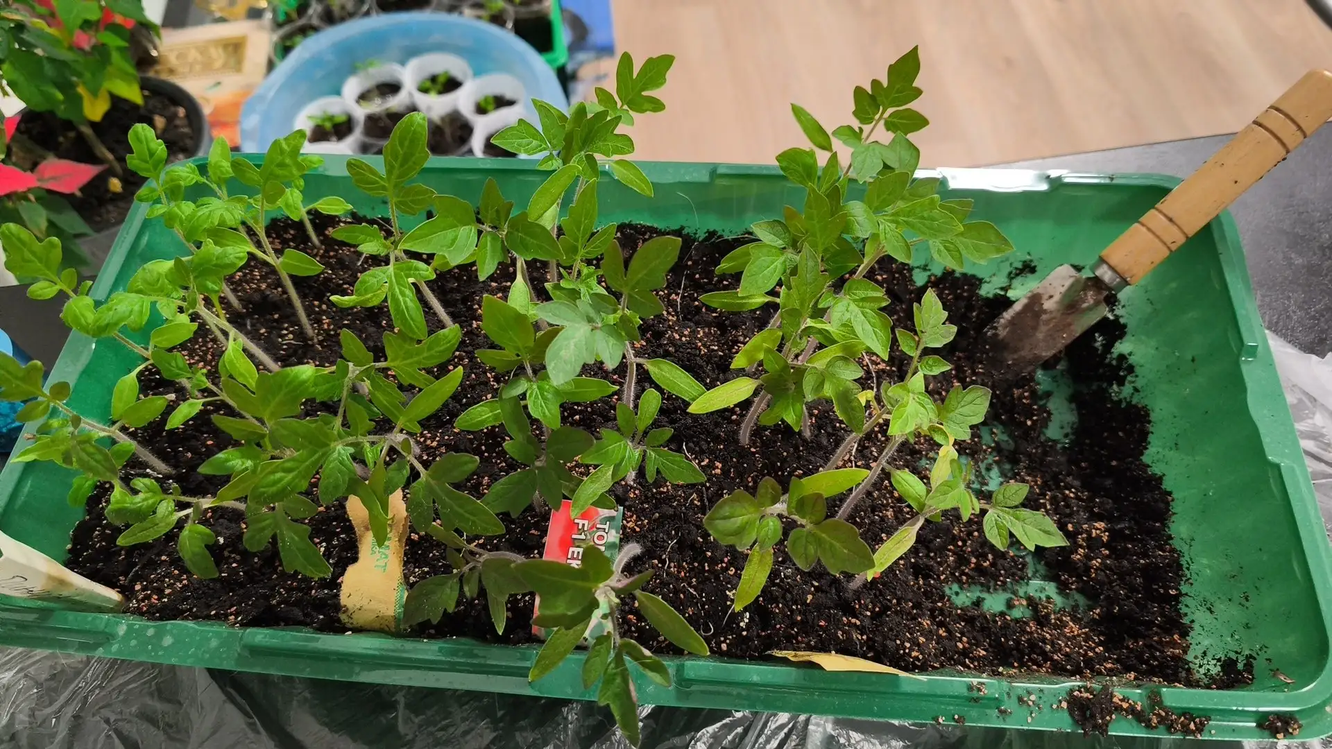 Продажа рассады томатов различных сортов - Растения/рассада (Хобби и отдых) в Мытищи