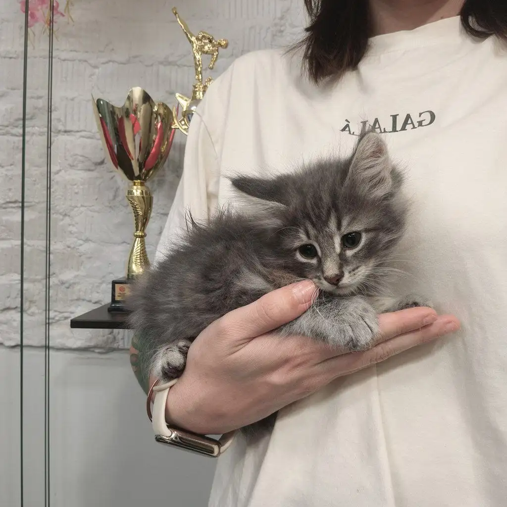 Котенок в добрые руки - Кошки (Животные) в Мытищи