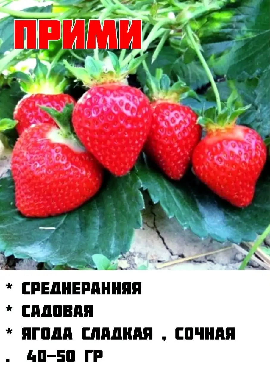Саженцы клубники в наличии - Хобби и отдых в Мытищи