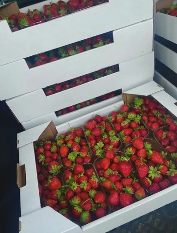 Продам вкусную клубнику из Тверской области - частное объявление в Неизвестно
