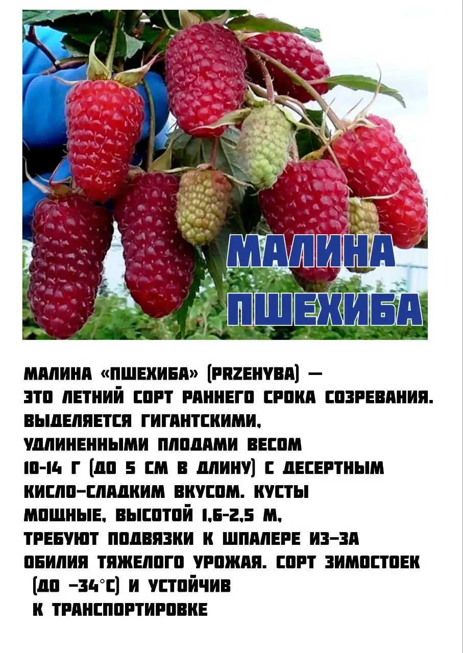 Продажа саженцев малины Пшехиба - Растения (Для дома и дачи) в Мытищи