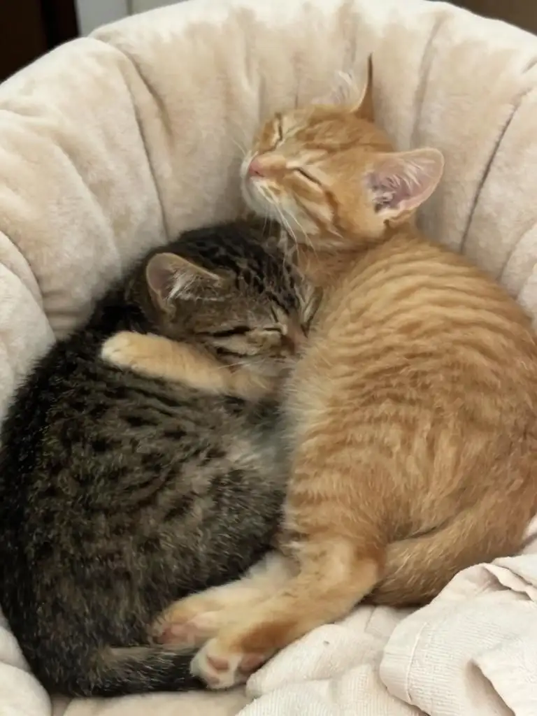 Сладкие котята 2 мес ищут дом - Кошки (Животные) в Мытищи
