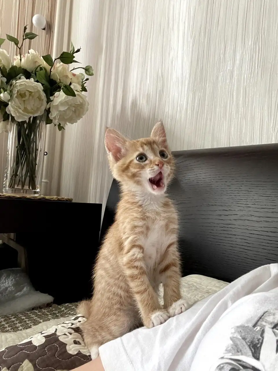 Сладкие котята 2 мес ищут дом - Кошки (Животные) в Мытищи