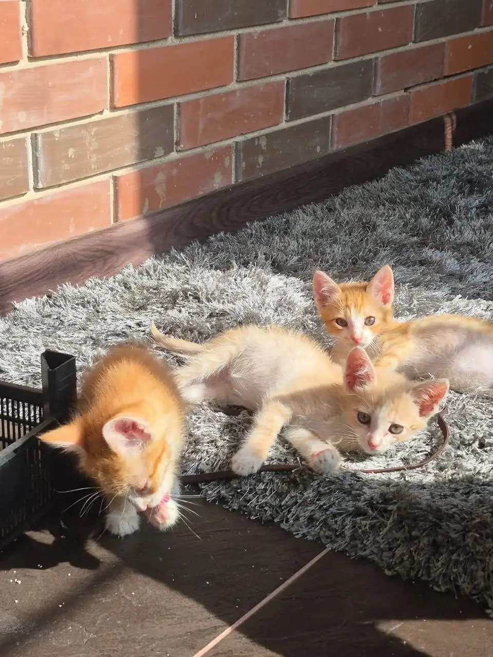 Котята рыжики ищут дом - Кошки (Животные) в Мытищи