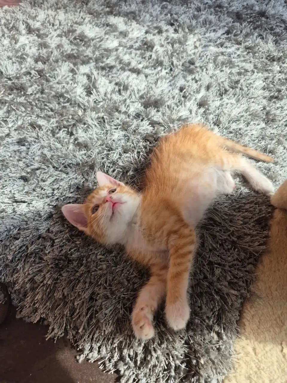 Котята рыжики ищут дом - Кошки (Животные) в Мытищи