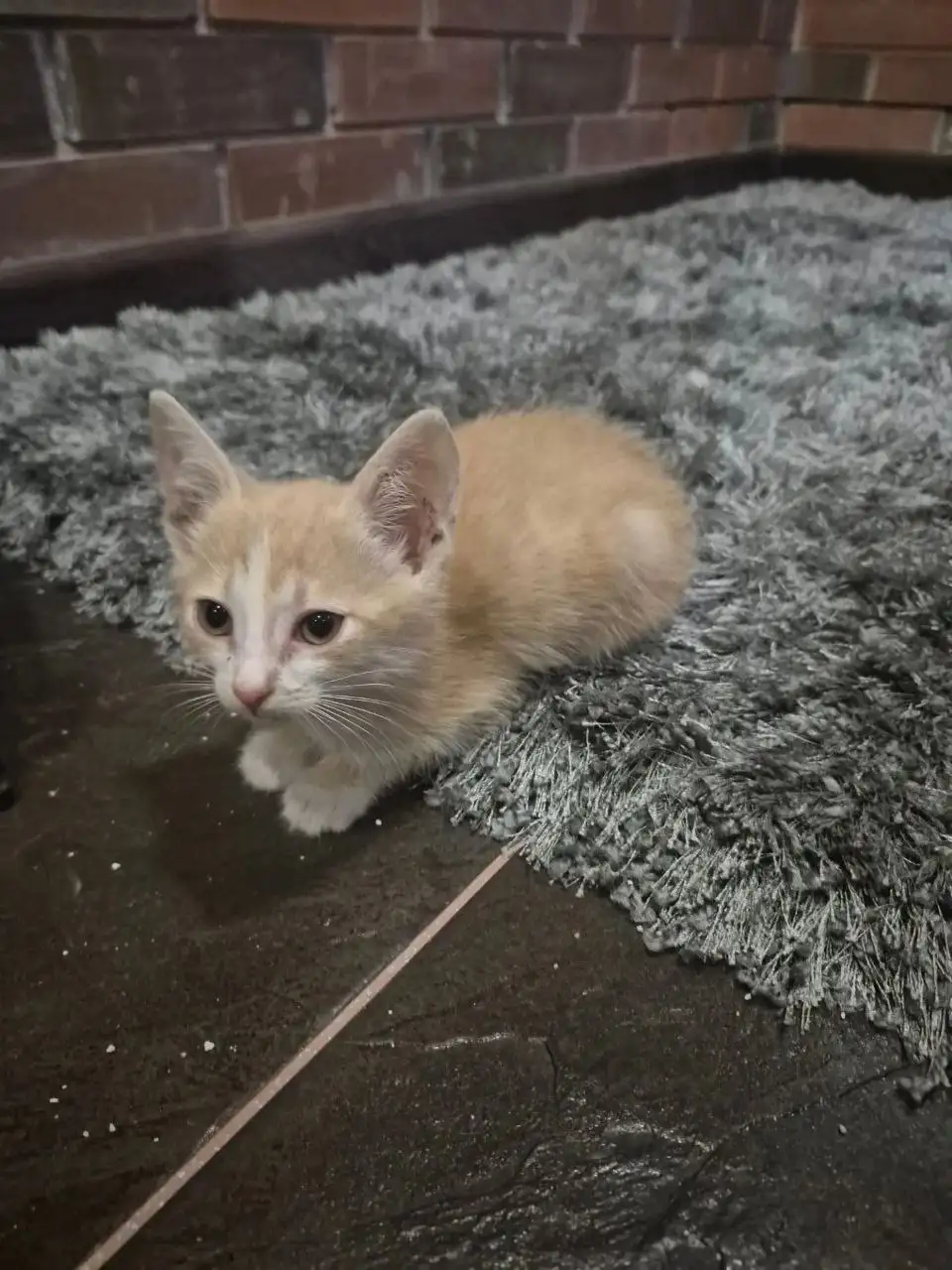 Котята рыжики ищут дом - Кошки (Животные) в Мытищи
