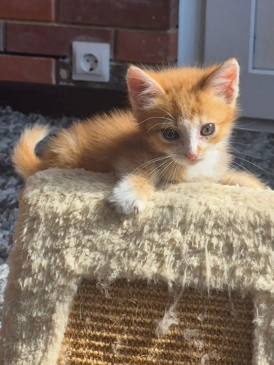Котята рыжики ищут дом - Кошки (Животные) в Мытищи
