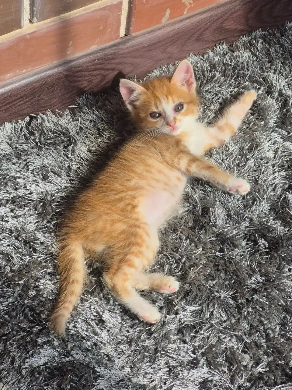 Котята рыжики ищут дом - Кошки (Животные) в Мытищи