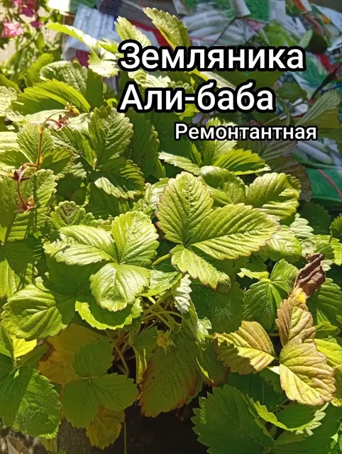 Продажа саженцев клубники от производителя - Хобби и отдых в Мытищи