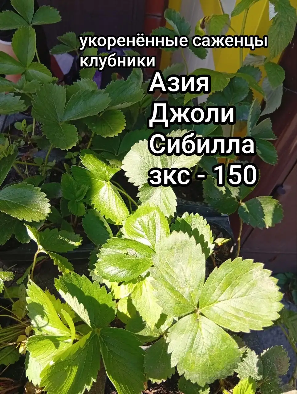 Продажа саженцев клубники от производителя - Садоводство (Хобби и отдых) в Мытищи