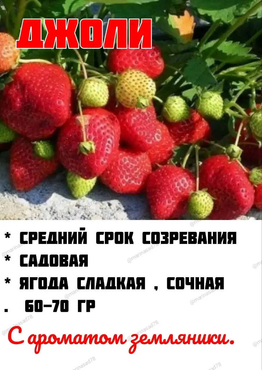 Продажа саженцев клубники от производителя - Садоводство (Хобби и отдых) в Мытищи