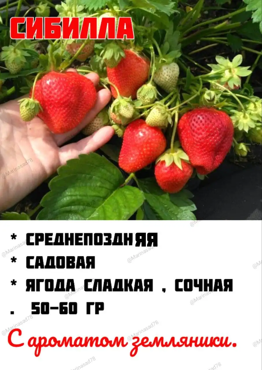 Продажа саженцев клубники от производителя - Садоводство (Хобби и отдых) в Мытищи