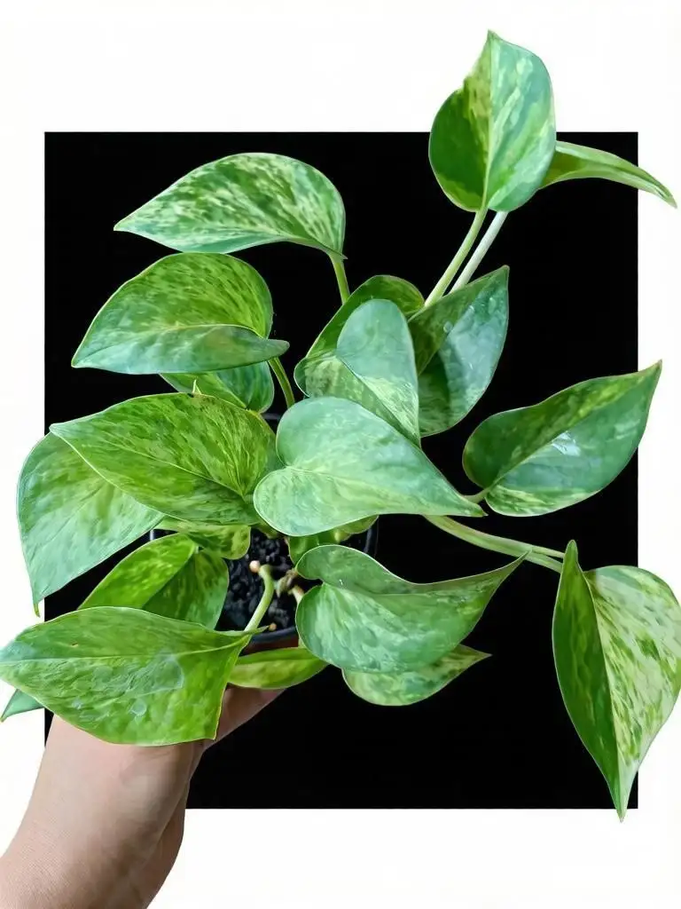 Эпипремнум Марбл Квин в горшке - Растения в Мытищи