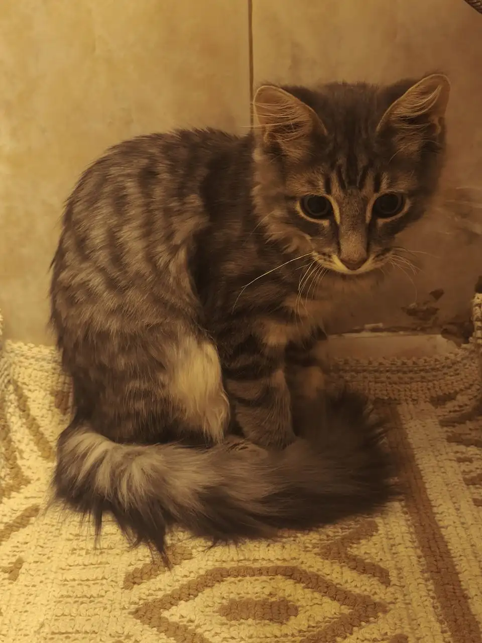 Котенок русская голубая + бенгал - Кошки (Животные) в Мытищи