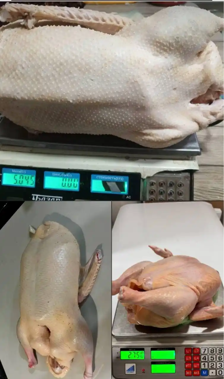 Продажа птицы - частное объявление в Уфа