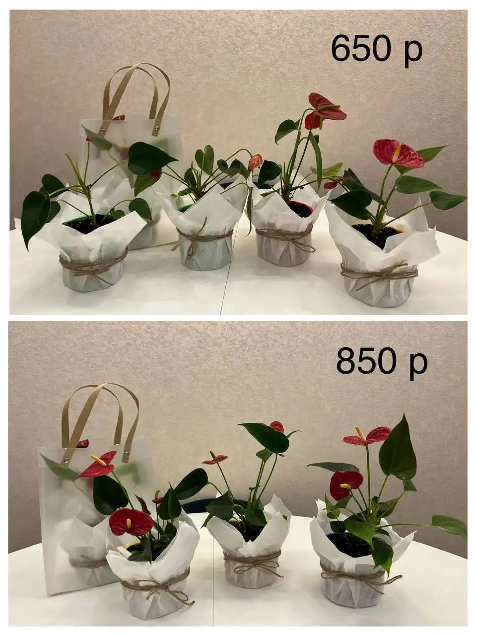 Подарок на День Матери - комнатные растения
