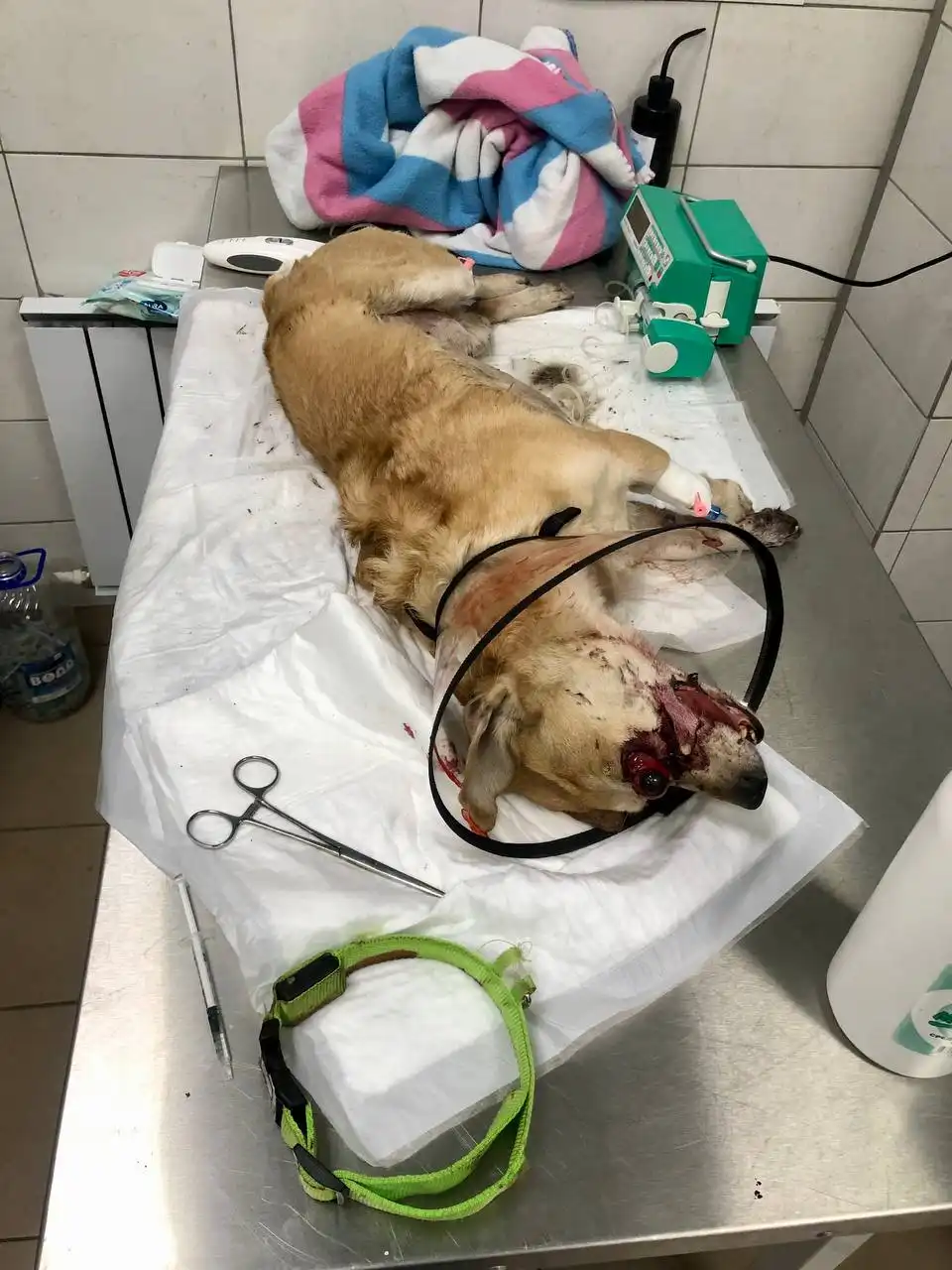 Поиск хозяина сбитой собаки